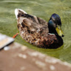 Meet your Posher, Matt